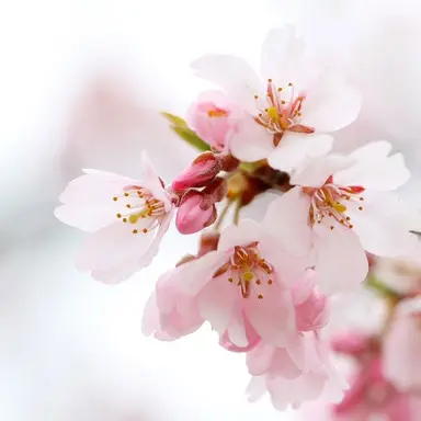 Profile image of 桜