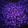 Profile image of 애저