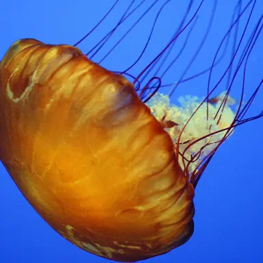 Profile image of 해파리