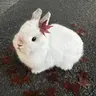 Profile image of Jisoo