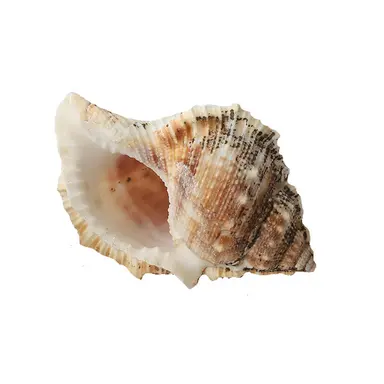 Profile image of 소라