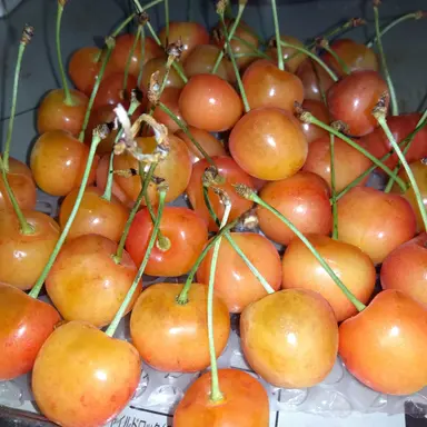 Profile image of 塩野大智