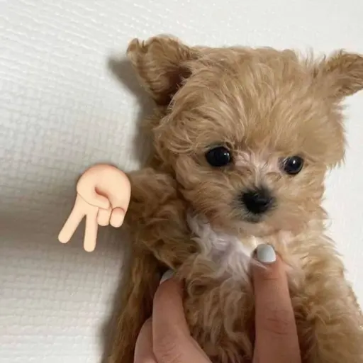 0503abc의 강아지