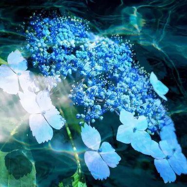 Profile image of 코야나기 로우