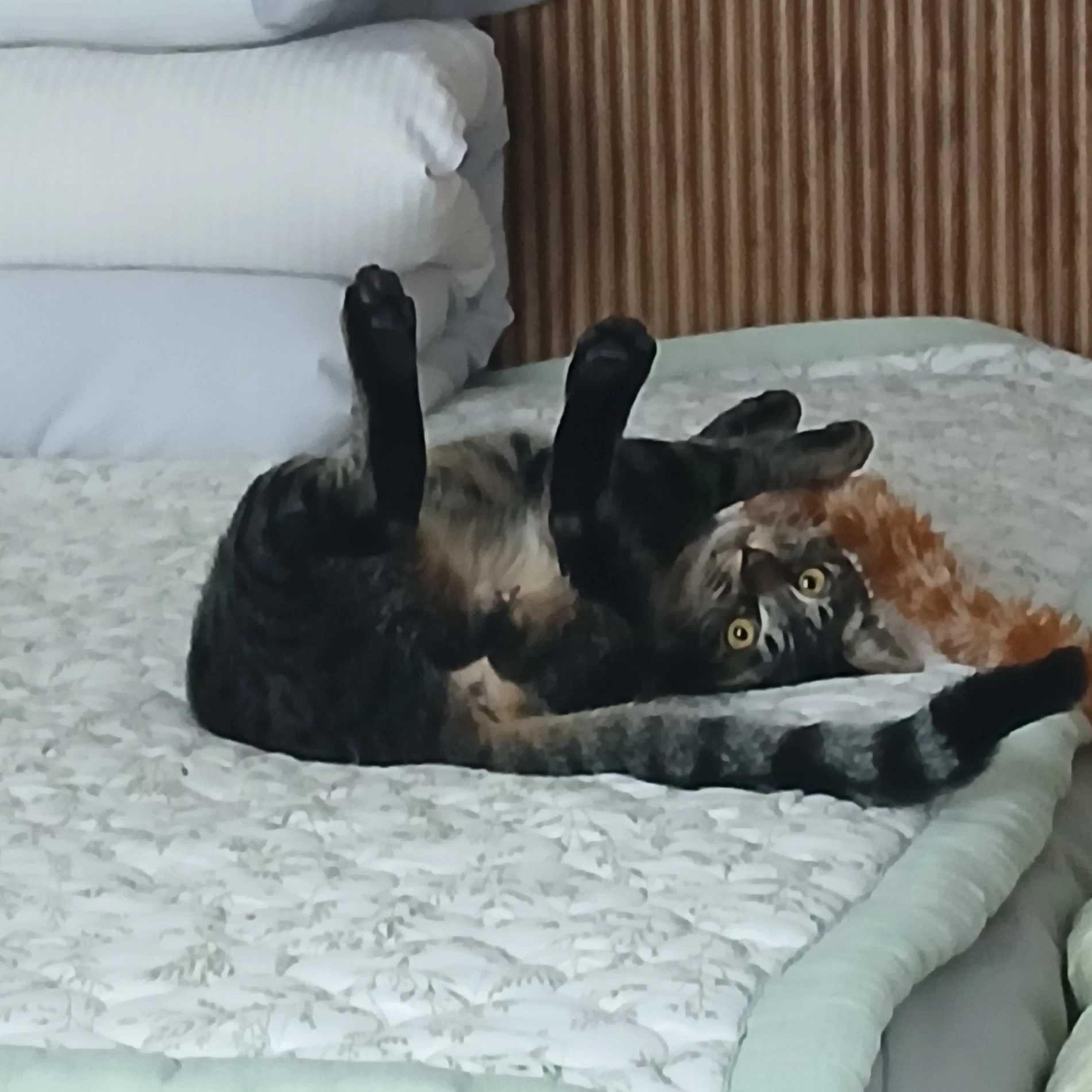 김까미(3)