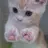 귀여운 고양이2