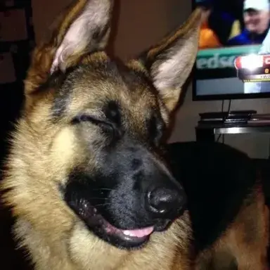 Profile image of TF141 - K9 Puppy user -
