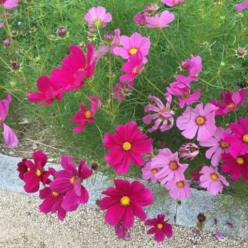 엄마