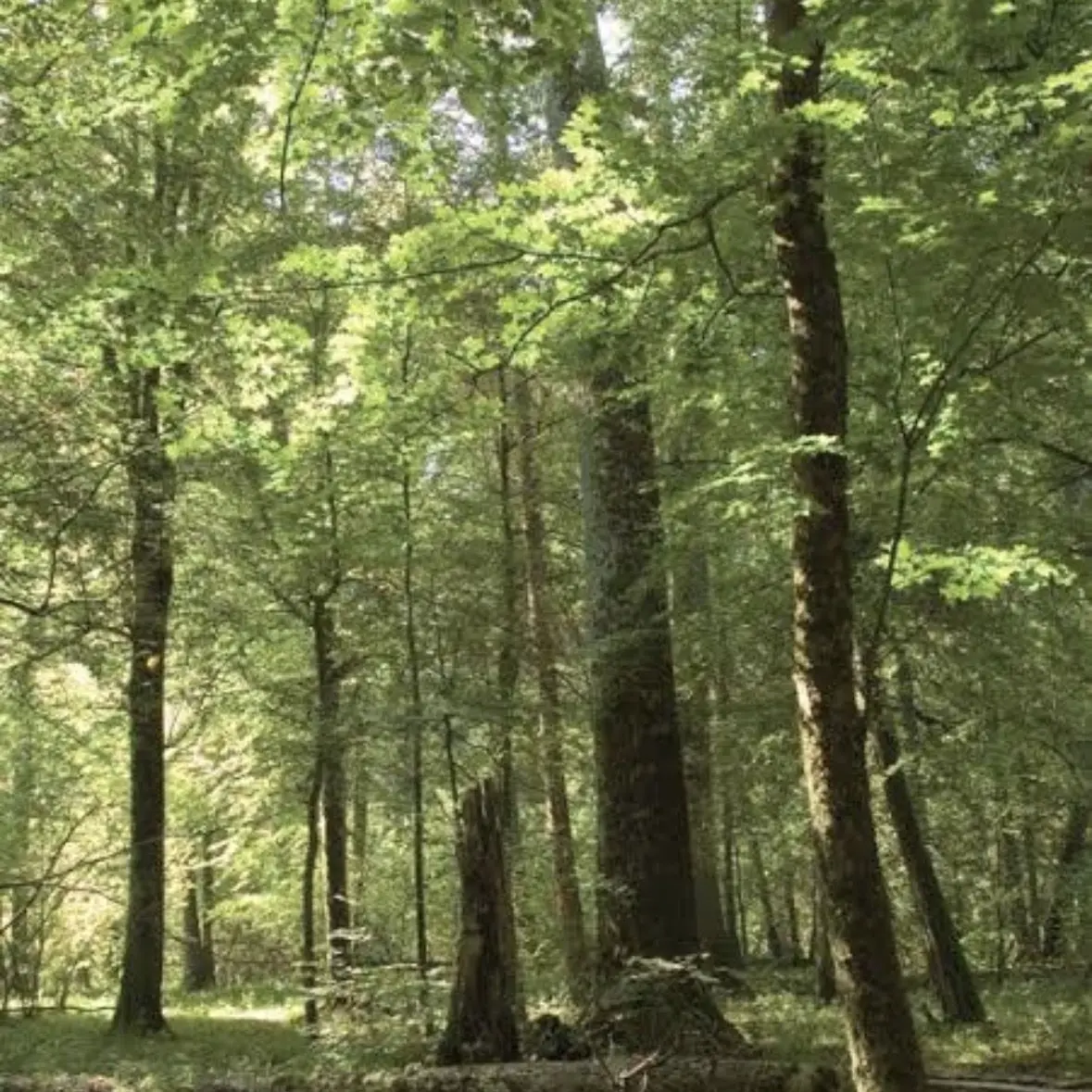 FestalNews9246의 morning wood