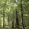 Profile image of morning wood