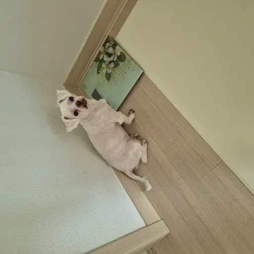 lmy9011의 뽁뽁이