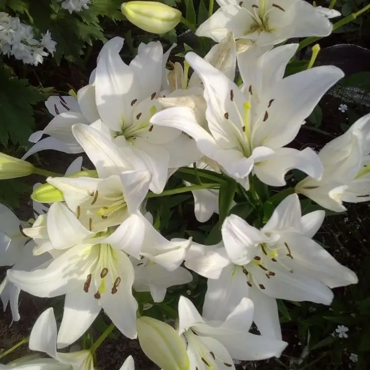 SappyMixer5458의 유애인