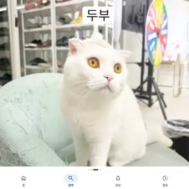Profile image of 두부