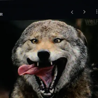 Profile image of 늑대
