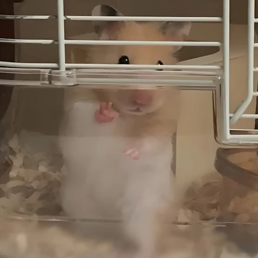 미친 햄찌ㅣㅣㅣ^^^