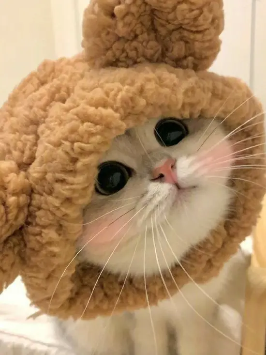 LovingNut5613의 남친 뺏기(참고: 유저는 연기 잘함)