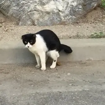 Profile image of 냥냥이