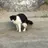 냥냥이