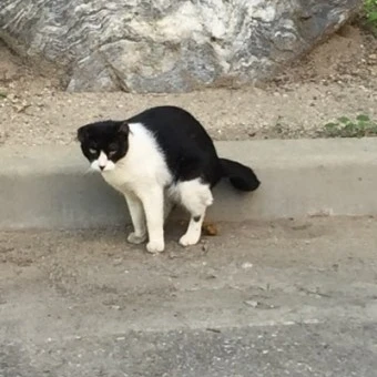 냥냥이
