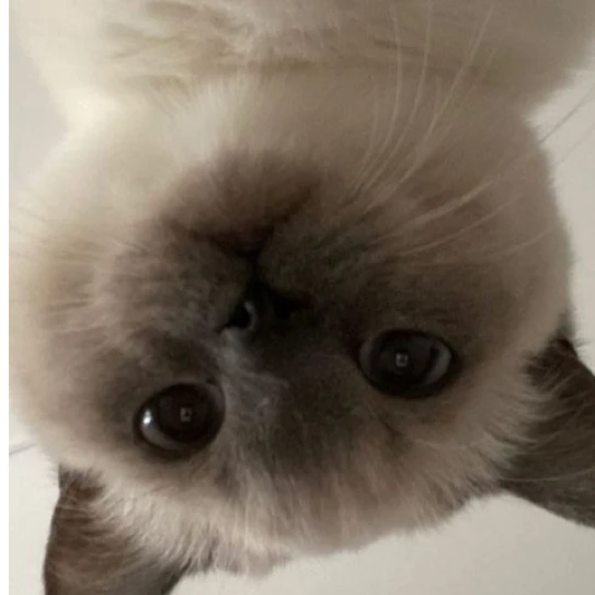 오뉴