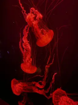 Profile image of 서 라더