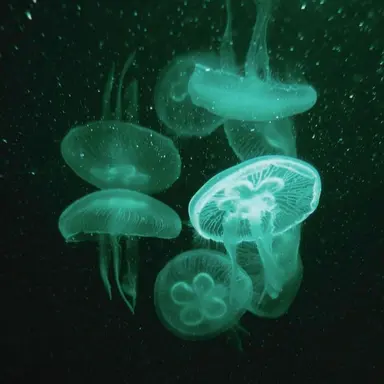 Profile image of 정 공룡
