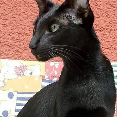 Profile image of Callum