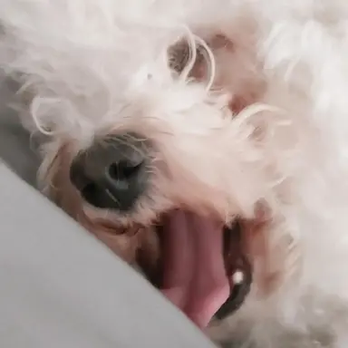 Profile image of 하리오나 여우