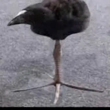 Profile image of Jamal