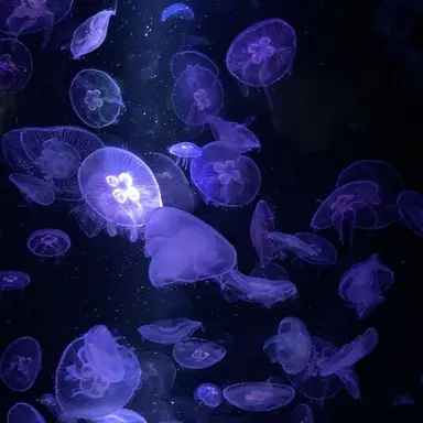 Profile image of 不破湊