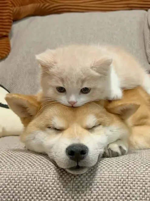 BlandTetra8819의 2人のマネージャーは大変♡