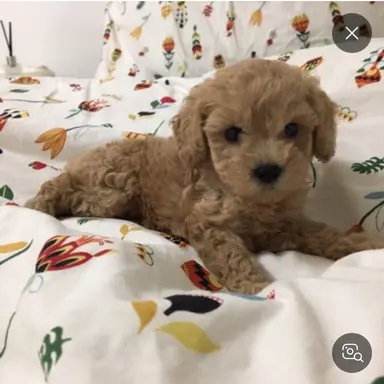 Profile image of 뽀삐