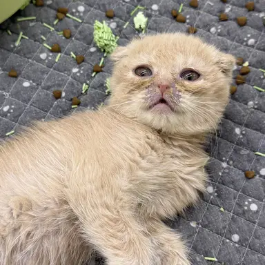 Profile image of 소연