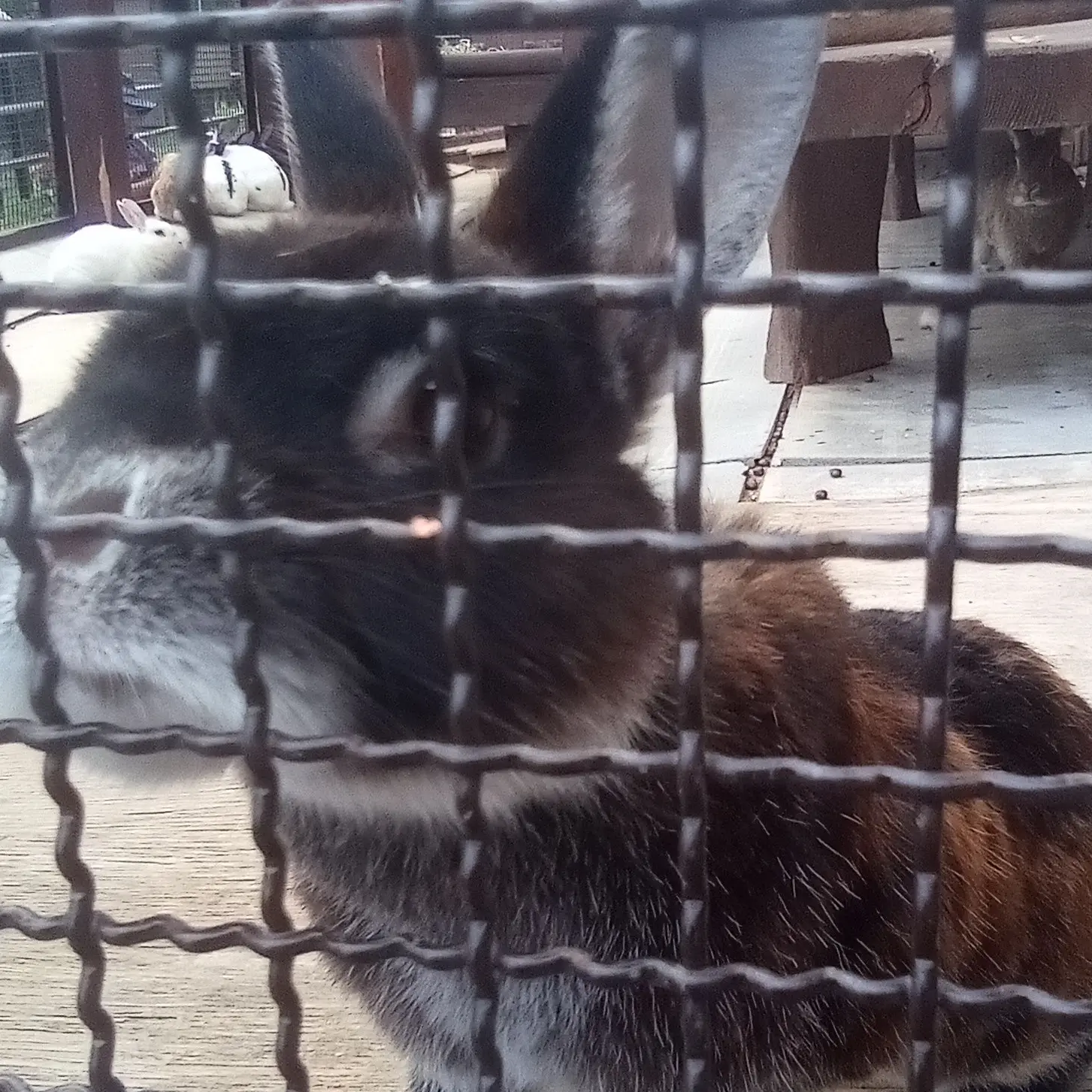 EggySheaf3067의 みんなで獣人動物園行きましょ^^