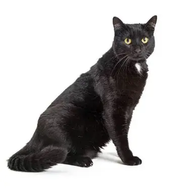 Profile image of クロネ