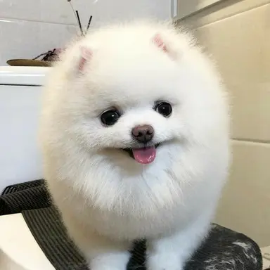 Profile image of 설탕이