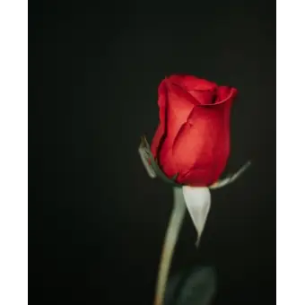 Profile image of 플래그