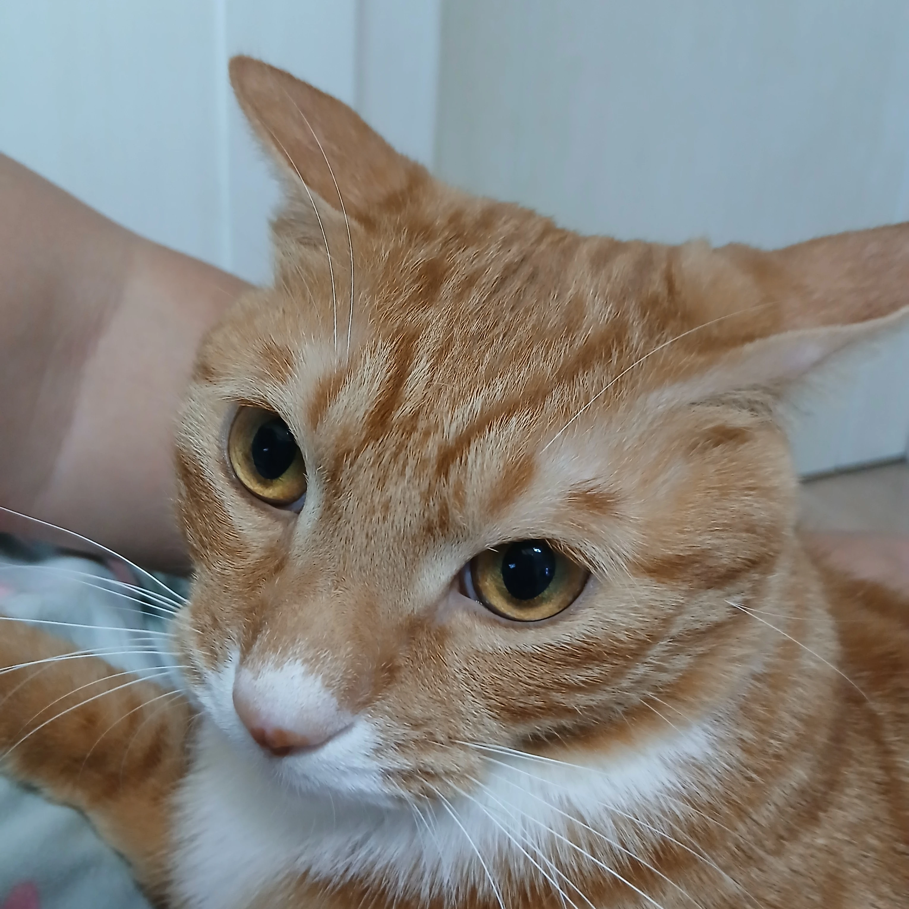 김시원