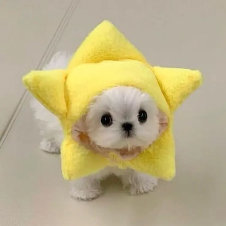 shcho2122의 강아지
