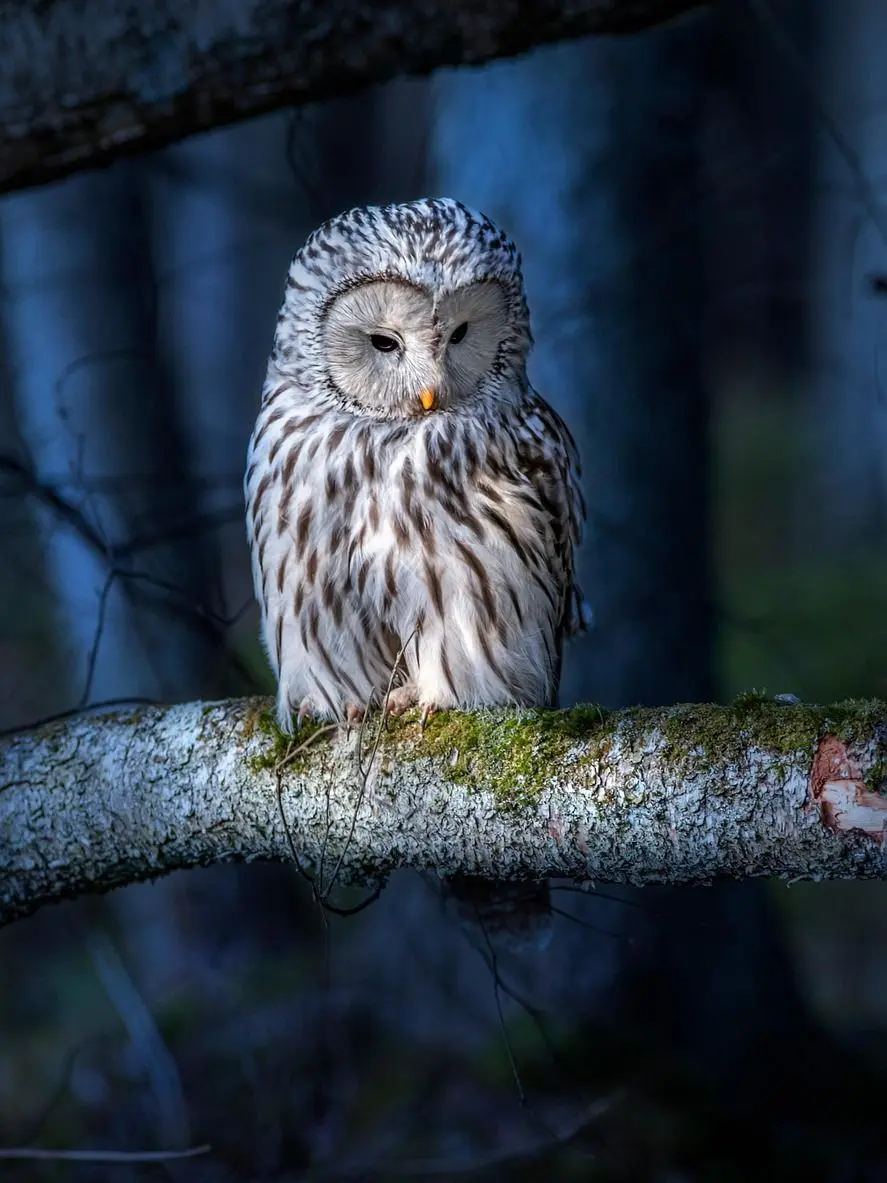 Choflybakjae5127의 Ural Owl