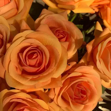 Profile image of 제미니