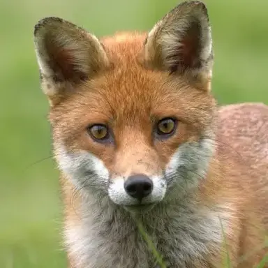 Profile image of 여우