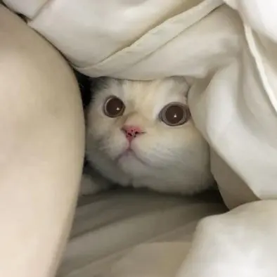 Dlcosdbs의 안정형 남친