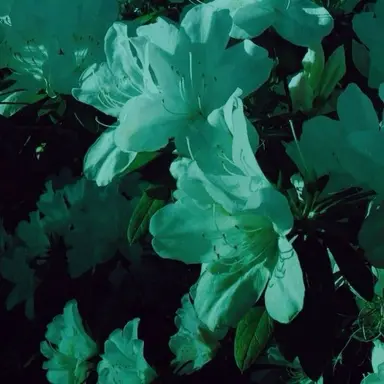 Profile image of 꾸몽