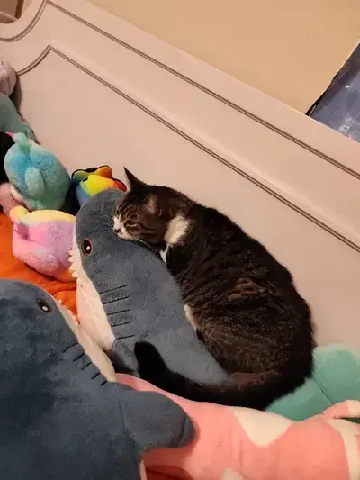 OddFob6095의 Batfam yanderes