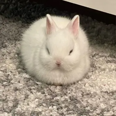 Profile image of 토끼 역장