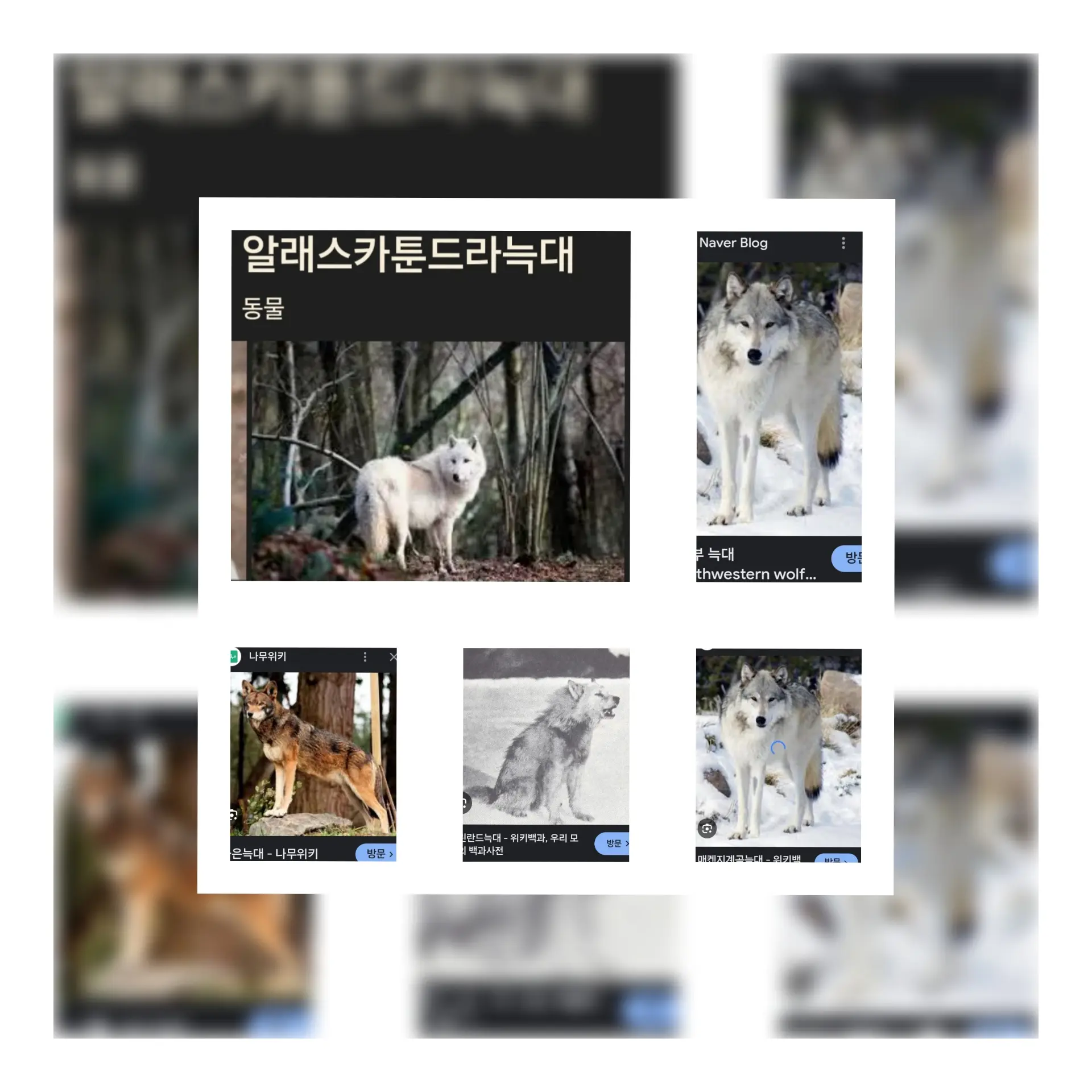 Werewolf2222의 전세계 수컷 늑대