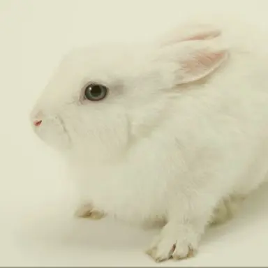 Profile image of 레빗열광팬