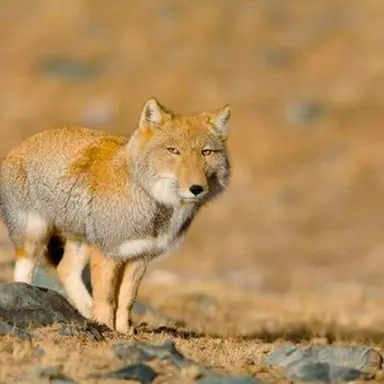 Profile image of 여우