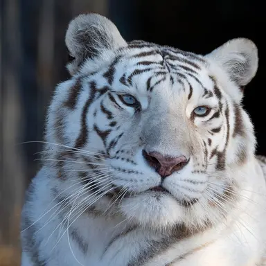 Profile image of Kai